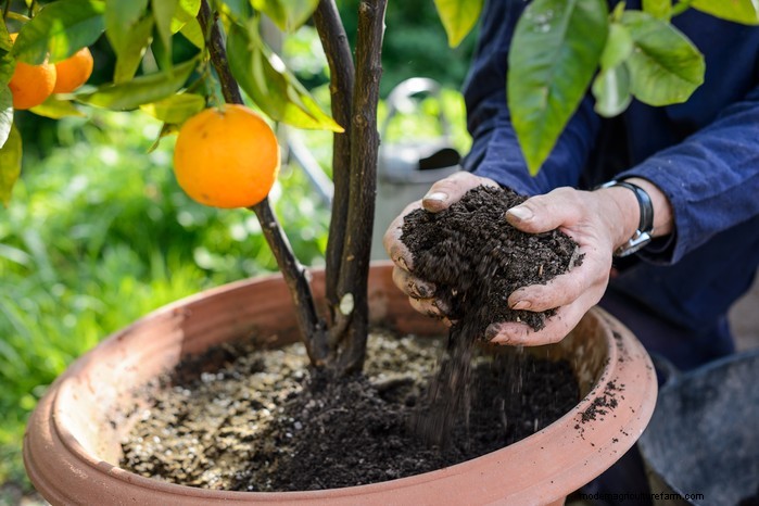 Guida alla semina di aprile:cosa seminare e coltivare nel tuo giardino nel Regno Unito 
