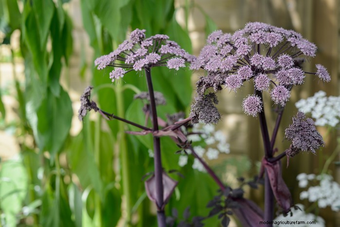 Guida alla semina di aprile:cosa seminare e coltivare nel tuo giardino nel Regno Unito 