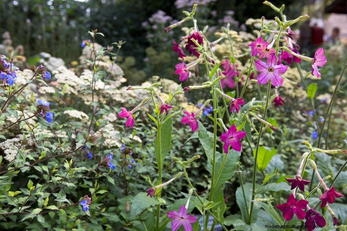 Guida alla semina di aprile:cosa seminare e coltivare nel tuo giardino nel Regno Unito 