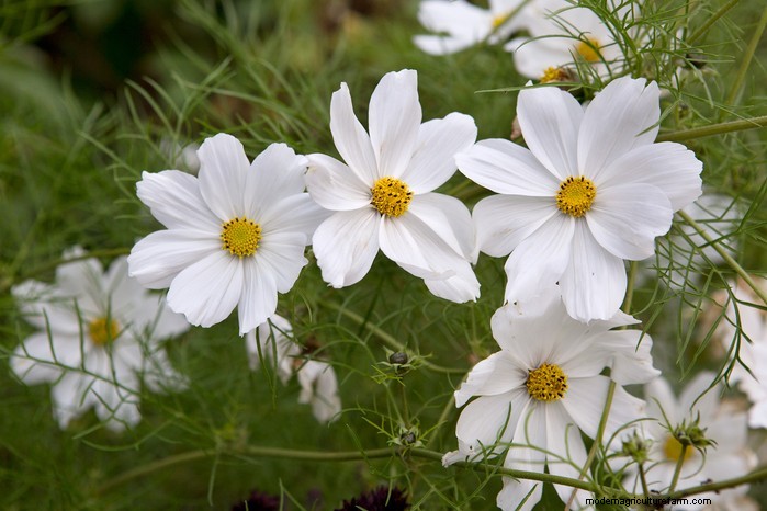 Guida alla semina di aprile:cosa seminare e coltivare nel tuo giardino nel Regno Unito 