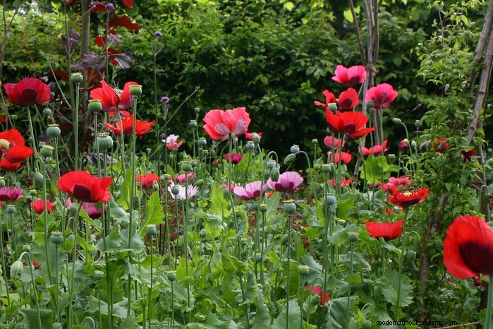 Guida alla semina di aprile:cosa seminare e coltivare nel tuo giardino nel Regno Unito 