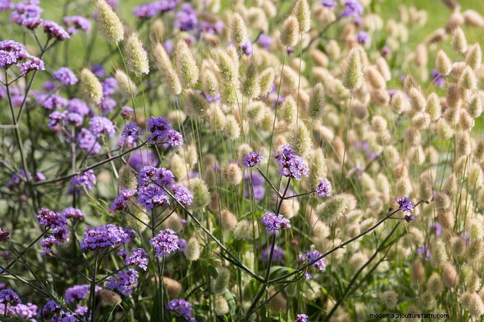 Guida alla semina di aprile:cosa seminare e coltivare nel tuo giardino nel Regno Unito 