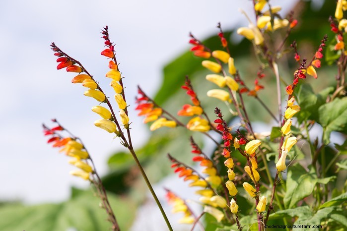 Guida alla semina di aprile:cosa seminare e coltivare nel tuo giardino nel Regno Unito 