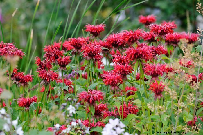 Guida alla semina di aprile:cosa seminare e coltivare nel tuo giardino nel Regno Unito 