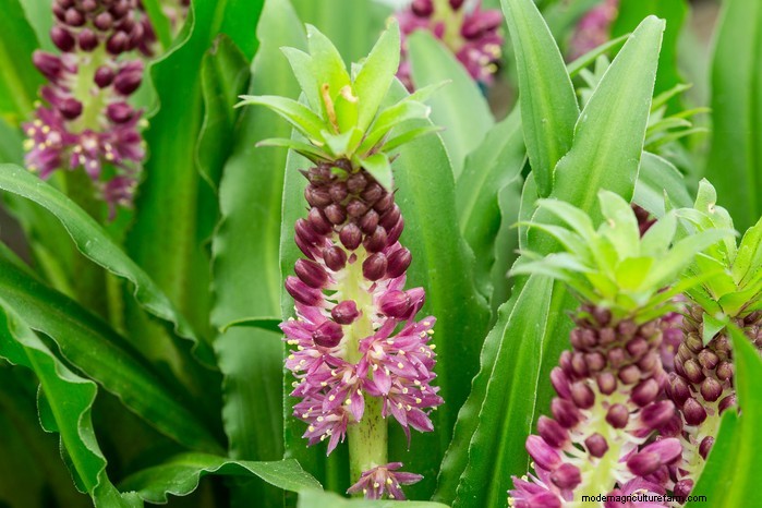 Guida alla semina di aprile:cosa seminare e coltivare nel tuo giardino nel Regno Unito 