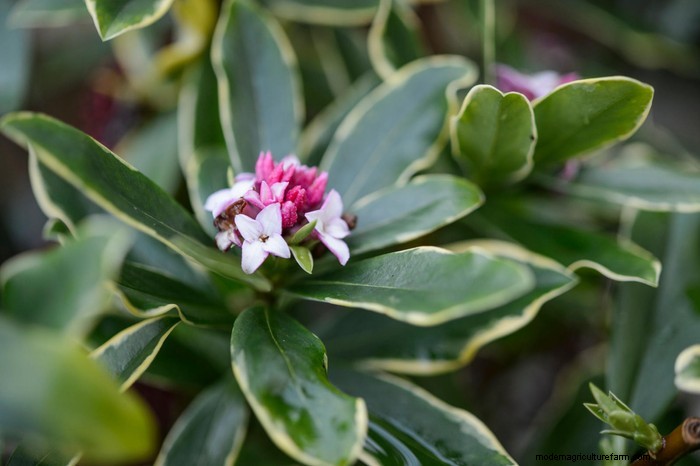 Guida alla semina di aprile:cosa seminare e coltivare nel tuo giardino nel Regno Unito 
