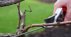 Guida alla potatura invernale:suggerimenti per piante sane e produzione di frutta 