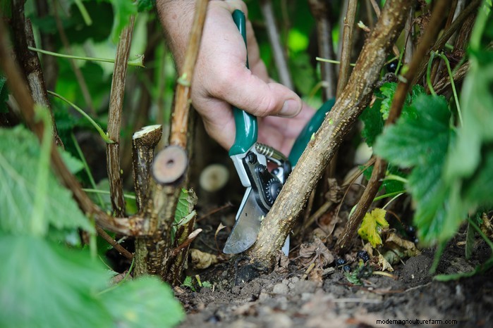 Wintersnoeigids:tips voor een gezonde planten- en fruitproductie 