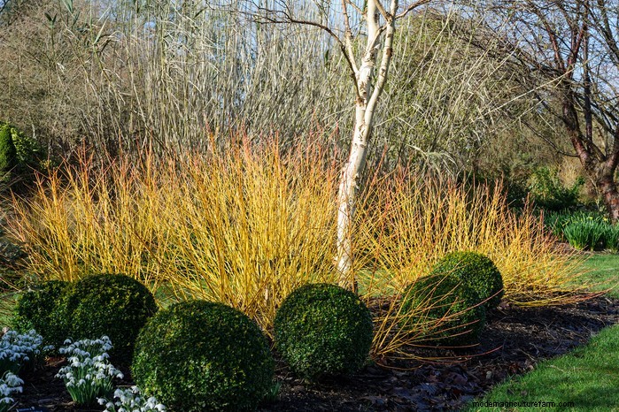 Wintersnoeigids:tips voor een gezonde planten- en fruitproductie 