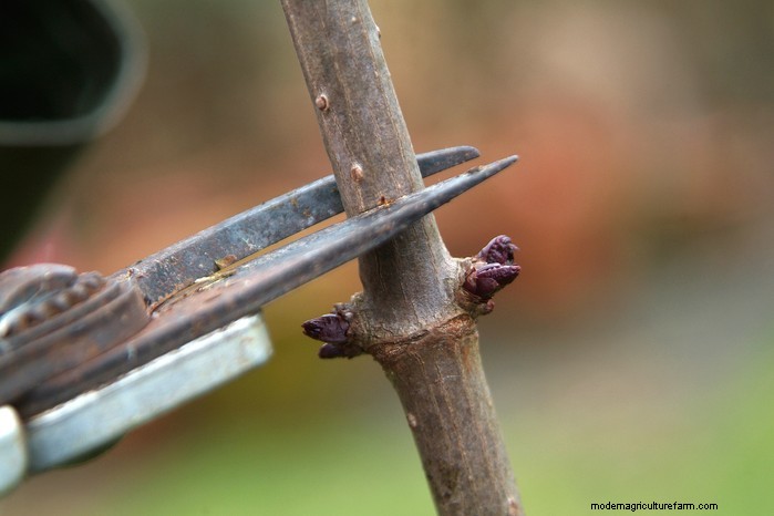 Wintersnoeigids:tips voor een gezonde planten- en fruitproductie 
