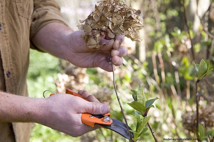 Hortensia snoeien:tips van experts voor grotere bloemen en plantgezondheid 