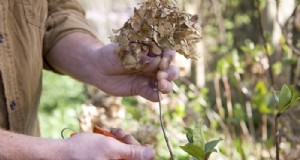 Hortensia snoeien:tips van experts voor grotere bloemen en plantgezondheid 