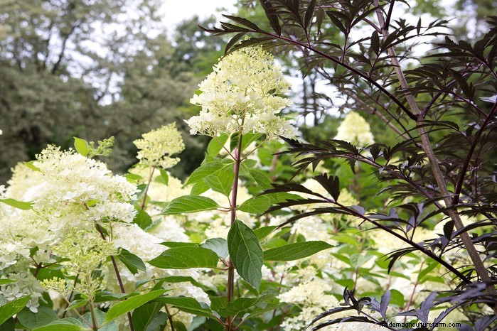 Hortensia snoeien:tips van experts voor grotere bloemen en plantgezondheid 