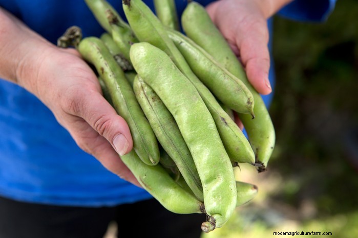 Plantgids voor maart:Britse groente- en bloemzaden 