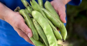 Guía de plantación de marzo:semillas de flores y hortalizas del Reino Unido 
