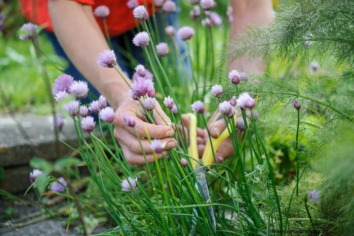 Plantgids voor maart:Britse groente- en bloemzaden 