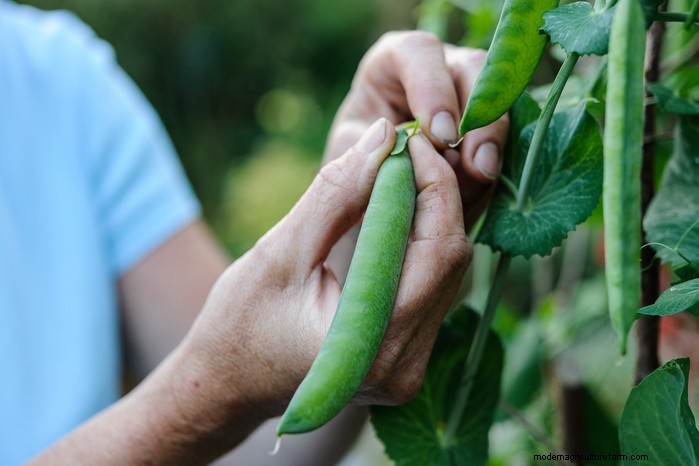 Plantgids voor maart:Britse groente- en bloemzaden 