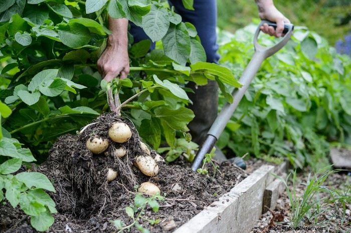 Plantgids voor maart:Britse groente- en bloemzaden 