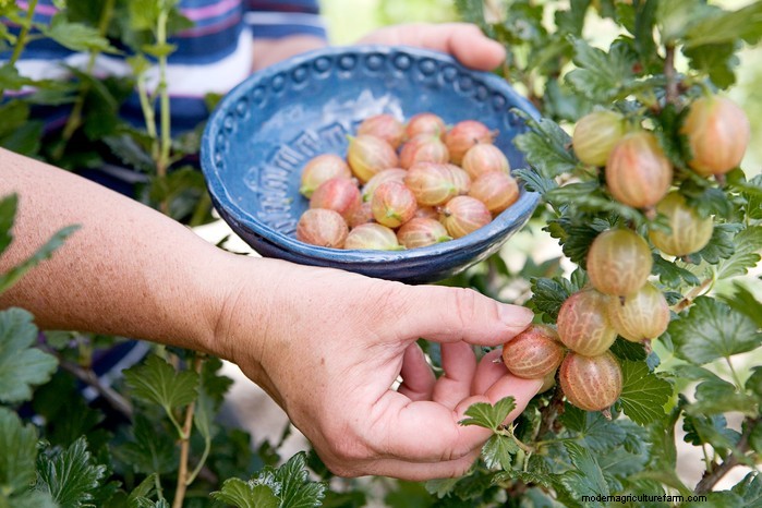 Plantgids voor maart:Britse groente- en bloemzaden 
