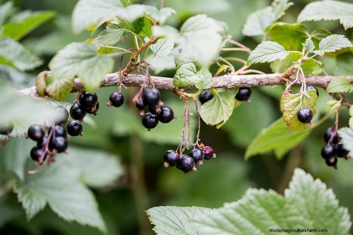 Plantgids voor maart:Britse groente- en bloemzaden 