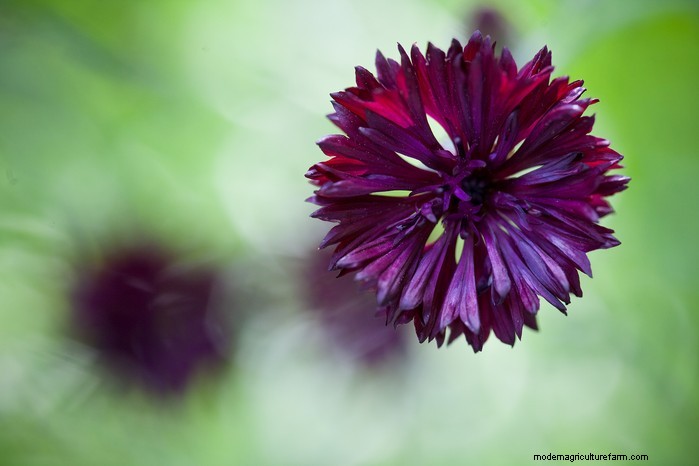 Plantgids voor maart:Britse groente- en bloemzaden 