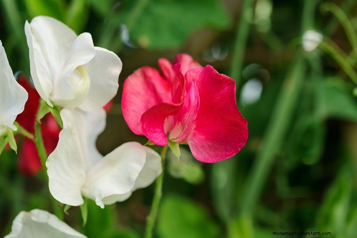 Plantgids voor maart:Britse groente- en bloemzaden 