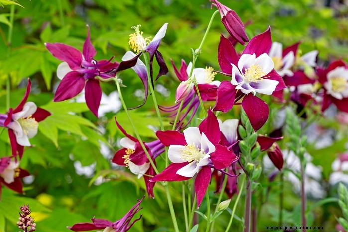 Plantgids voor maart:Britse groente- en bloemzaden 
