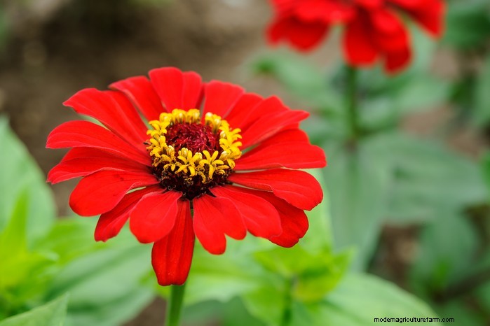 Plantgids voor maart:Britse groente- en bloemzaden 