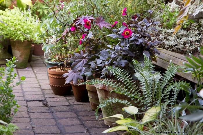 Plantgids voor maart:Britse groente- en bloemzaden 