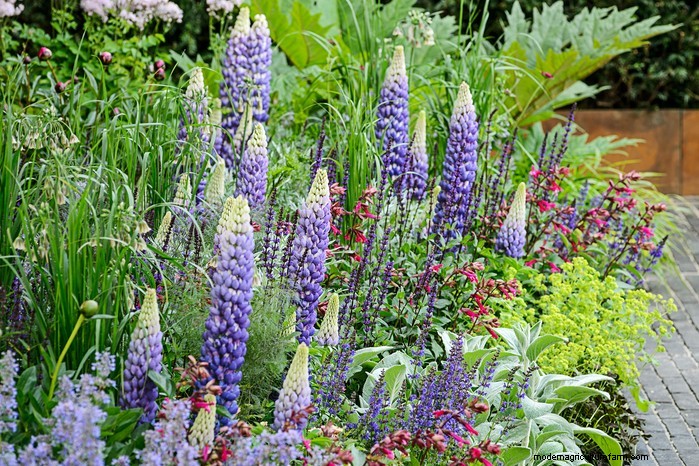Plantgids voor maart:Britse groente- en bloemzaden 