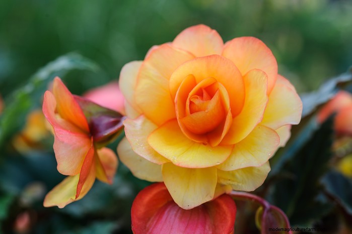 Plantgids voor maart:Britse groente- en bloemzaden 