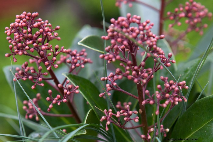 Plantgids voor maart:Britse groente- en bloemzaden 