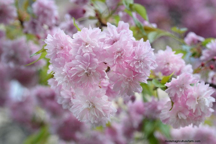 Plantgids voor maart:Britse groente- en bloemzaden 