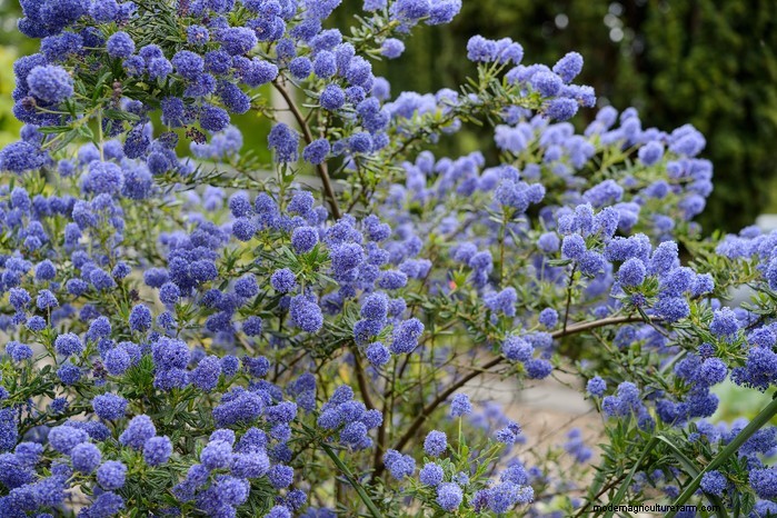 Plantgids voor maart:Britse groente- en bloemzaden 