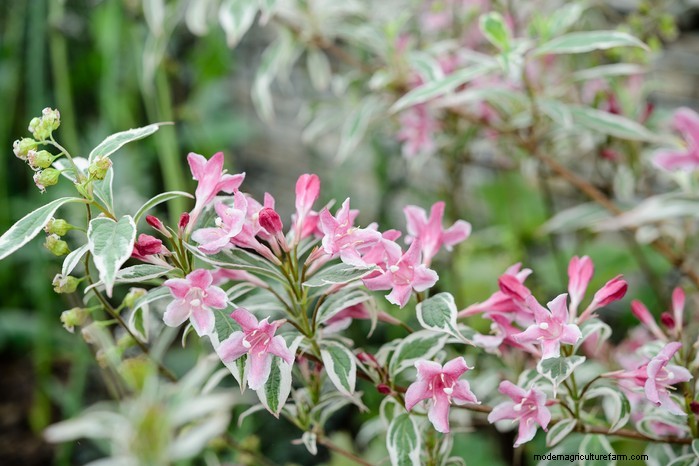 Plantgids voor maart:Britse groente- en bloemzaden 