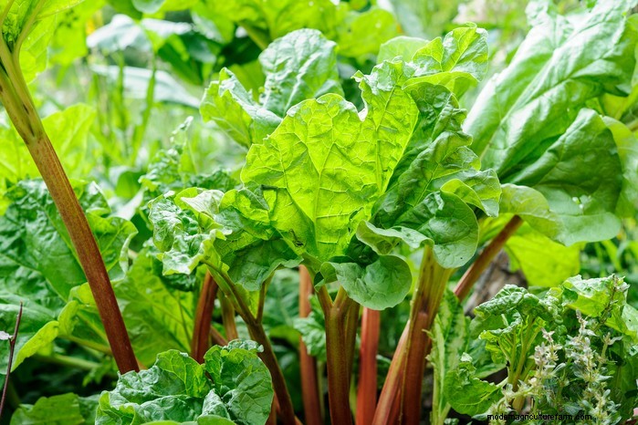 2 月の植栽ガイド:成長期を延長する 
