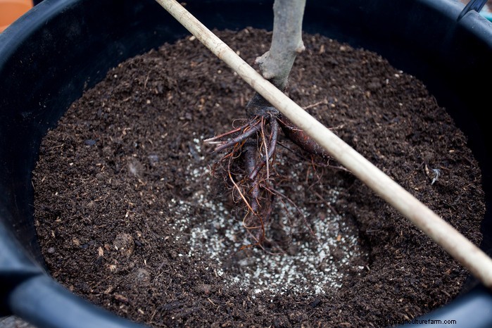 2 月の植栽ガイド:成長期を延長する 