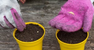 Guida alla semina di gennaio:coltiva i semi in casa per un raccolto abbondante 