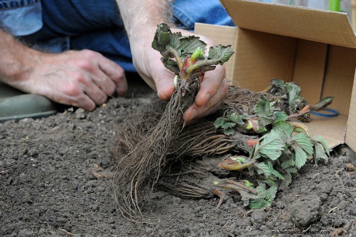 1月の植え付けガイド:豊かな収穫のために屋内で種まきを始めましょう 