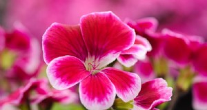 花壇用植物:手入れ、植え方、ディスプレイのヒント 