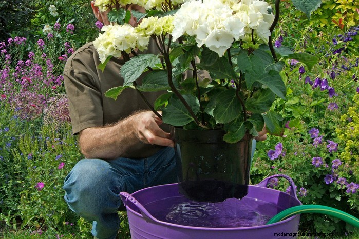 花壇用植物:手入れ、植え方、ディスプレイのヒント 