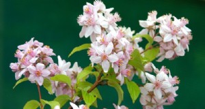 Poda de verano:beneficios y técnicas para plantas sanas 