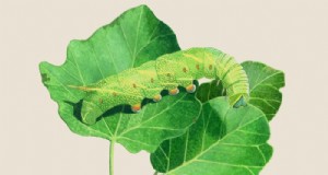 Caterpillar-identificatiegids:een beginnersgids voor vlinders en motten 