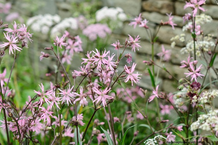 Flores silvestres nativas británicas:20 plantas hermosas y beneficiosas 