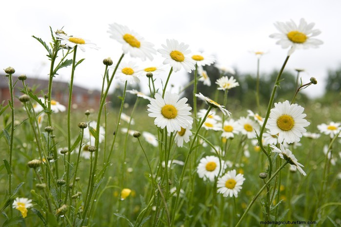 Flores silvestres nativas británicas:20 plantas hermosas y beneficiosas 