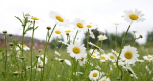 Inheemse Britse wilde bloemen:20 mooie en nuttige planten 