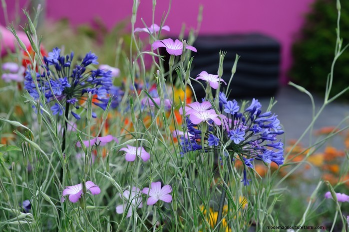 Flores silvestres nativas británicas:20 plantas hermosas y beneficiosas 