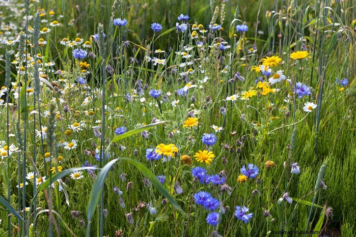 Flores silvestres nativas británicas:20 plantas hermosas y beneficiosas 