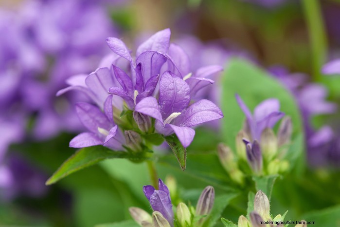 Flores silvestres nativas británicas:20 plantas hermosas y beneficiosas 