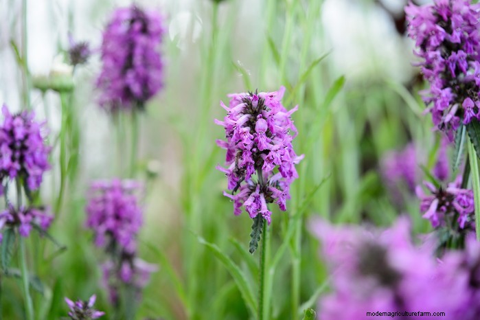 Flores silvestres nativas británicas:20 plantas hermosas y beneficiosas 